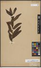 Foto von Salix bonplandiana Kunth
